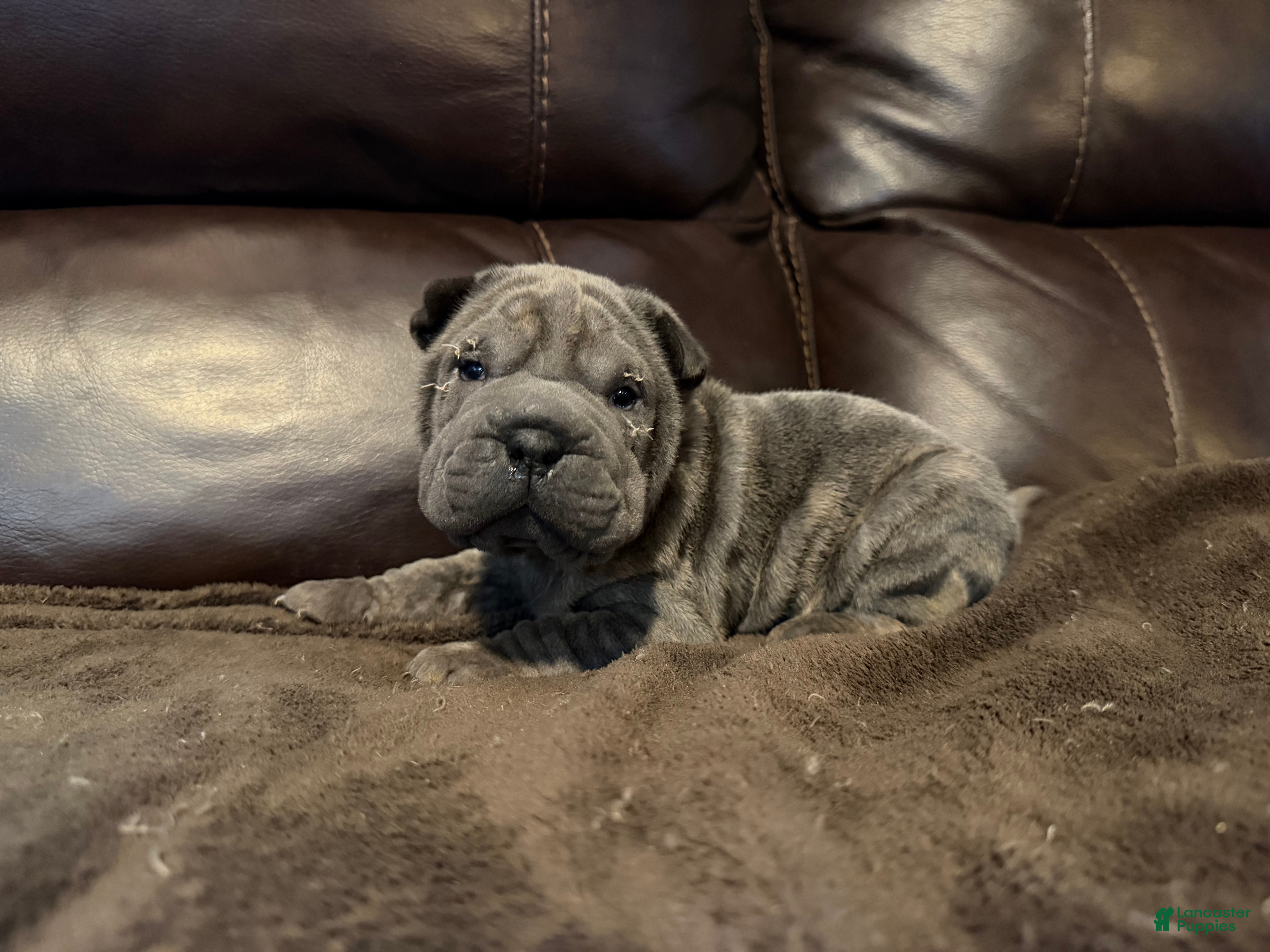 Shar Pei dogs Valentine - Ad 17