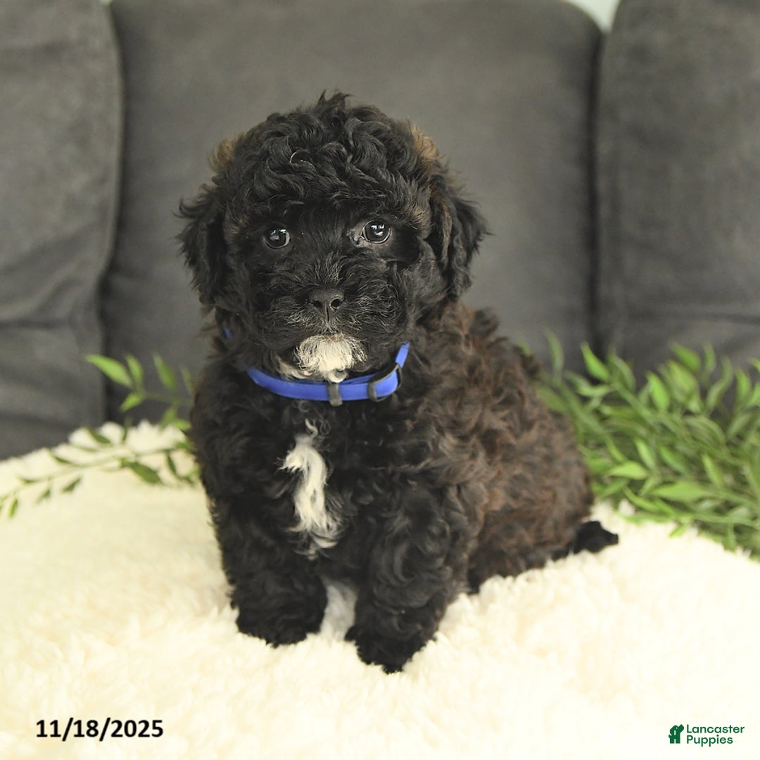 Mixed Breed dogs for sale: Mickey - Ad 2