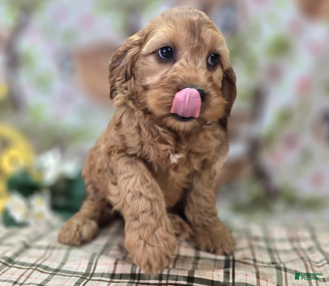 Cockapoo dogs for sale: Sundog - Ad 1