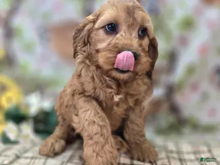 Cockapoo dogs Sundog - Ad 9