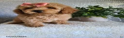 Bichpoo dogs for sale: Chloe - Ad 6