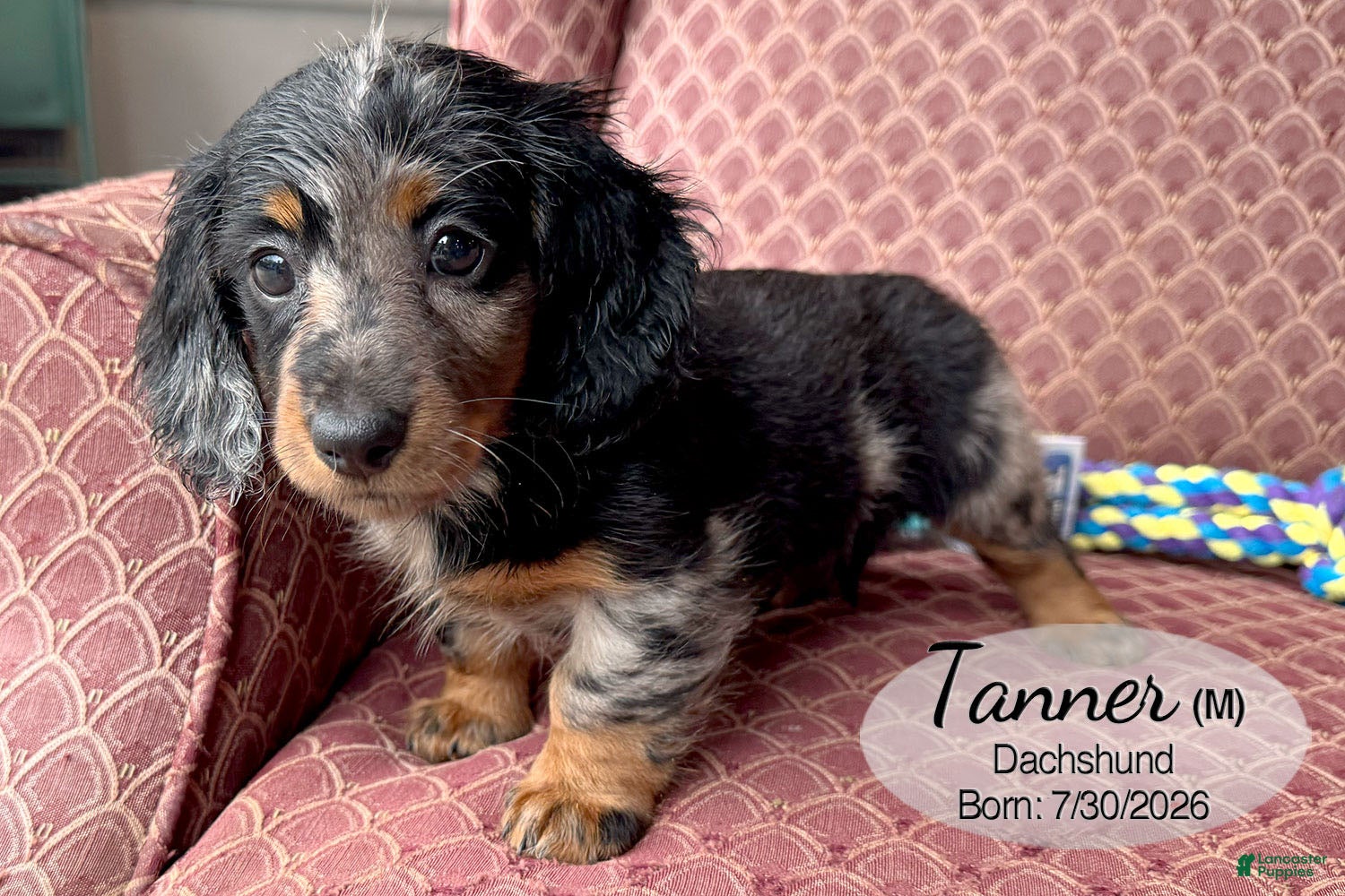 Dachshund dogs Tanner - Ad 2