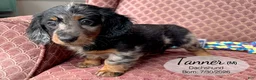 Dachshund dogs for sale: Tanner - Ad 2