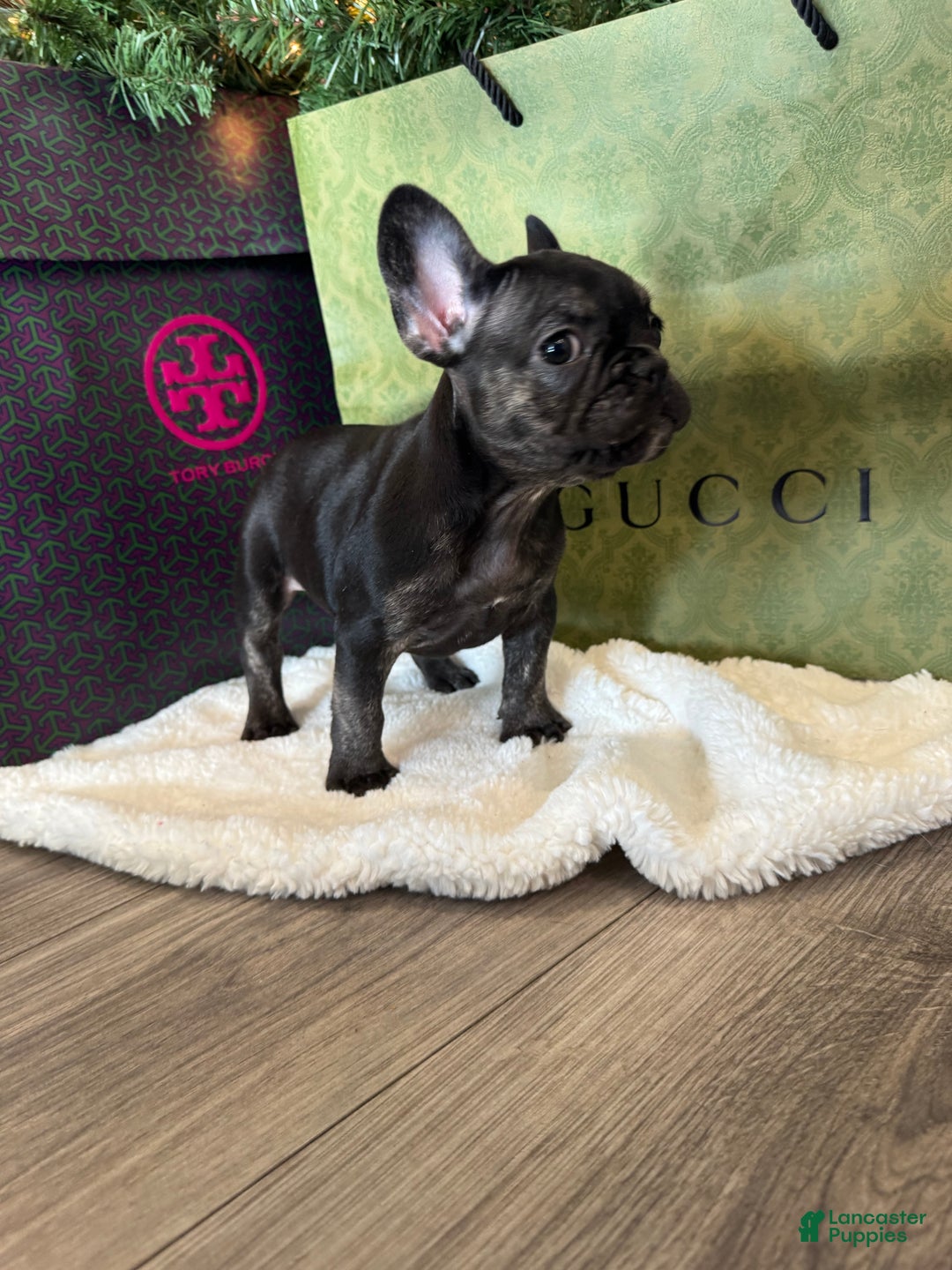 French Bulldog dogs for sale: Kalea - Ad 2