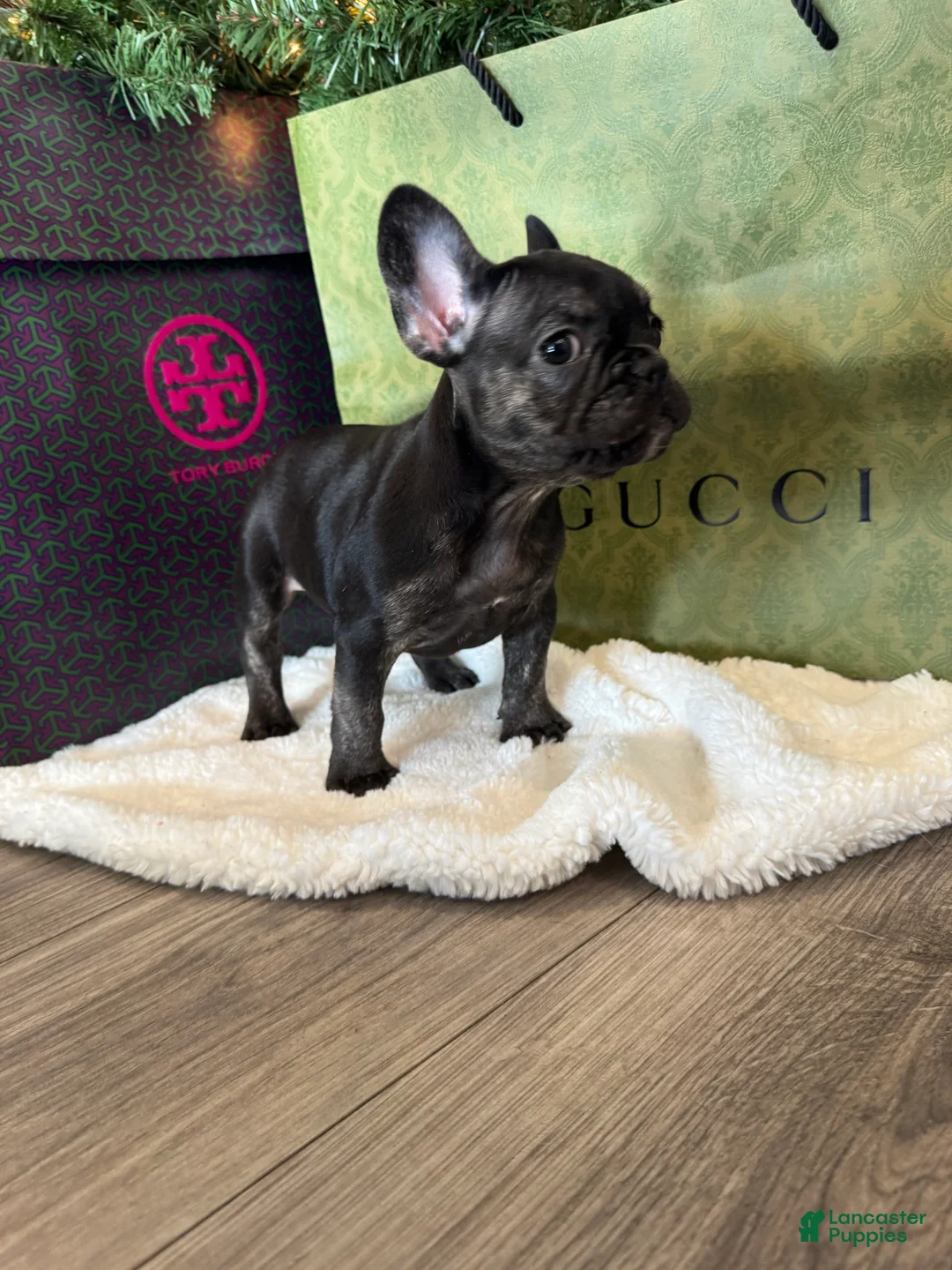 French Bulldog dogs for sale: Kalea - Ad 2