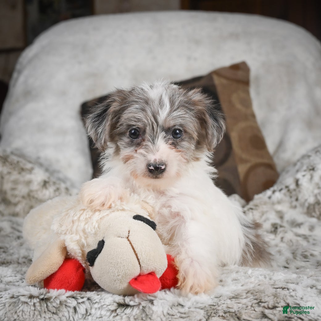 Mixed Breed dogs Clover - Ad 1