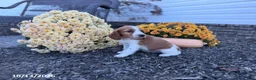 Welsh Springer Spaniel dogs for sale: Lady - Ad 12