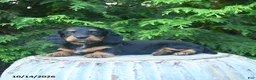 Miniature Dachshund dogs for sale: Felicity - Ad 3