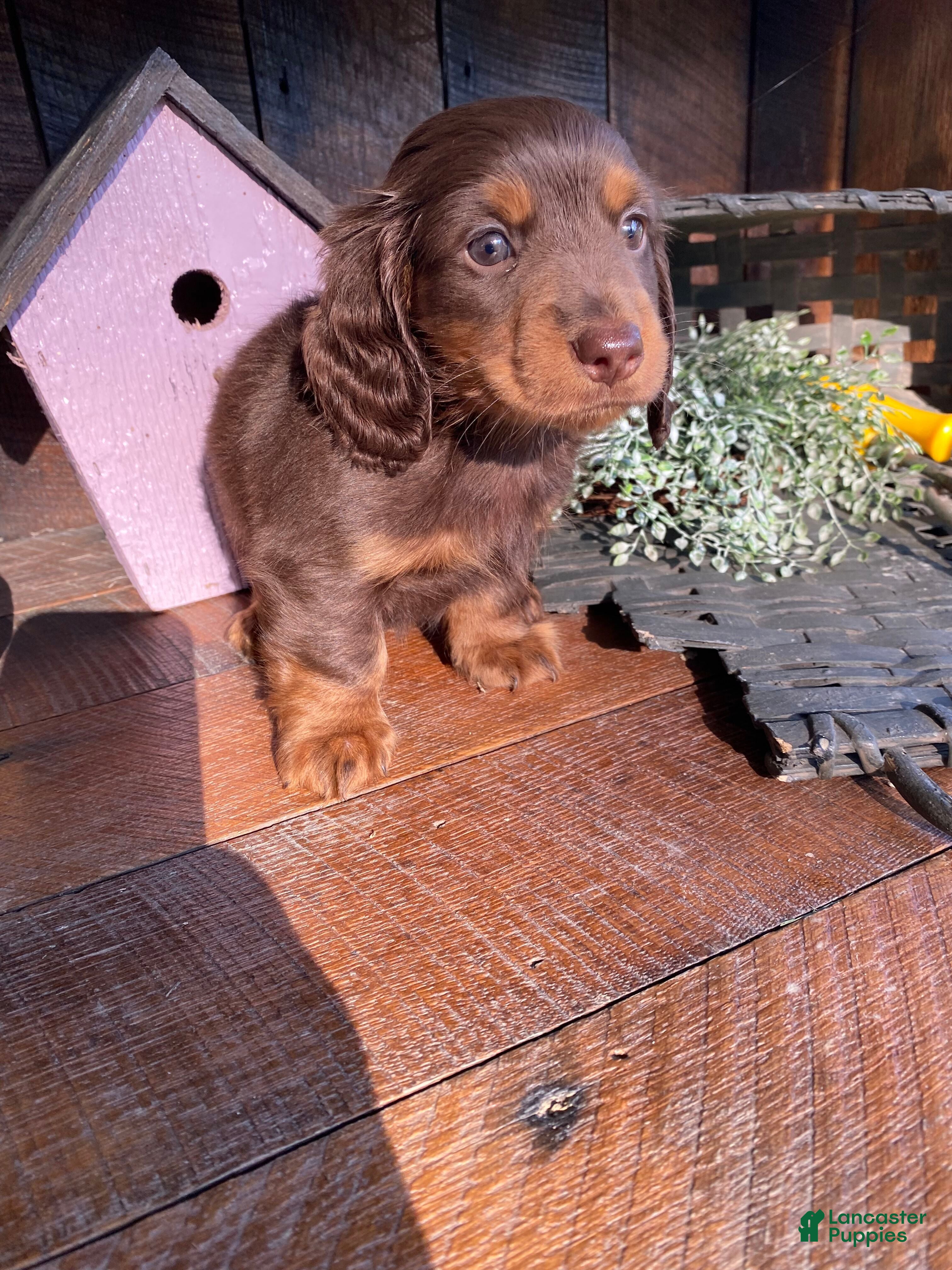 Miniature Dachshund dogs Ace - Ad 1