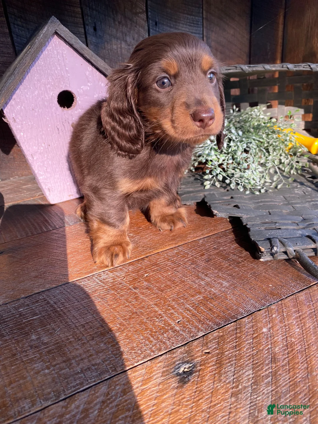 Miniature Dachshund dogs for sale: Ace - Ad 1