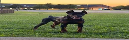 Doberman Pinscher dogs for sale: Doberman Pinscher 1 - Ad 3
