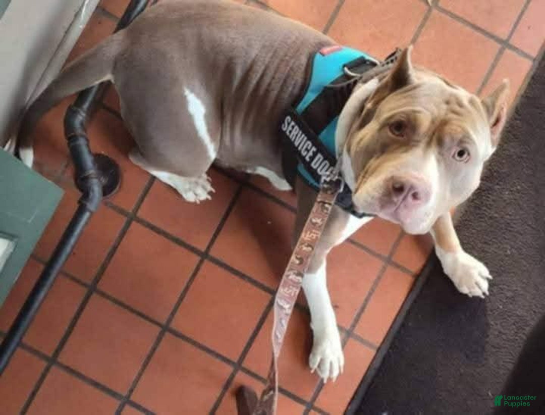 American Bully dogs for sale: Bubbles - Ad 11