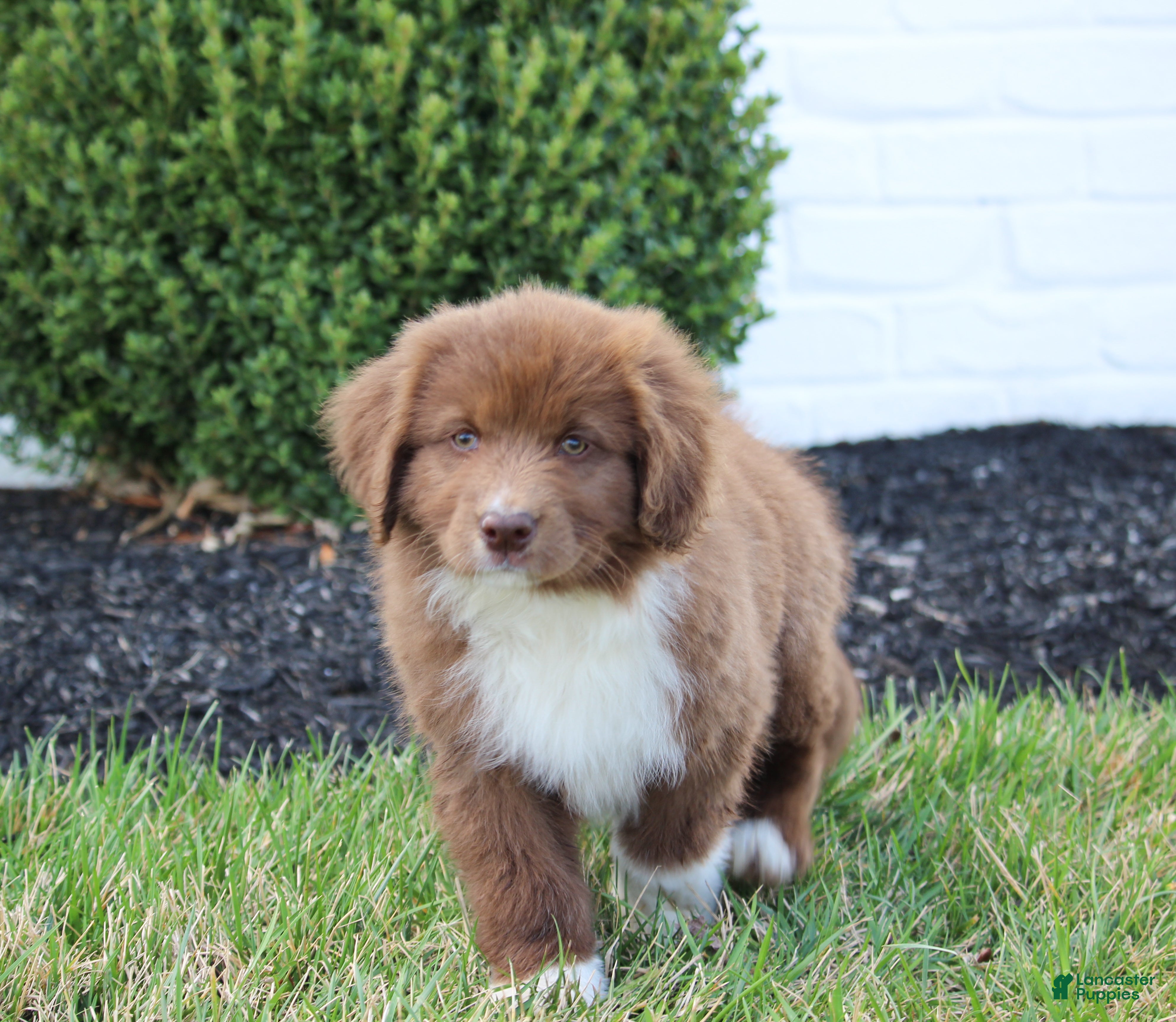 Mixed Breed dogs Molly - Ad 1