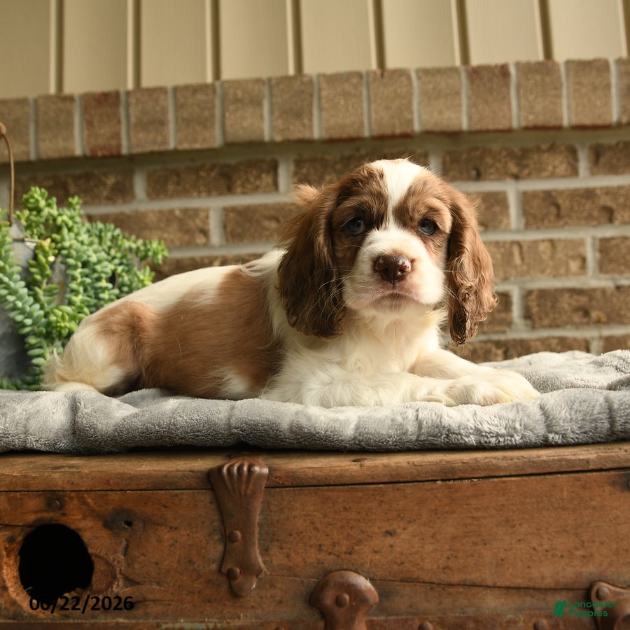 English Cocker Spaniel dogs Charolet - Ad 2