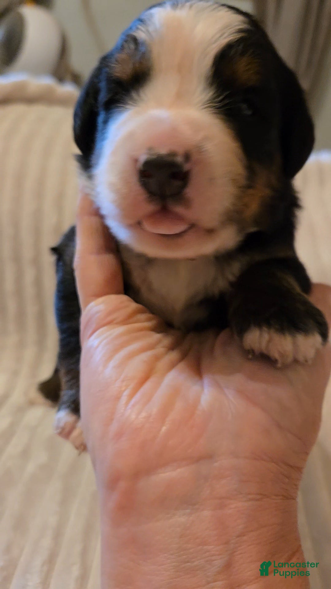 Bernese Mountain Dog dogs Bernese Mountain Dog 6 - Ad 11