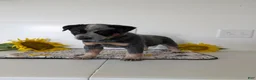 Australian Cattle Dog dogs for sale: Biscuit  - Ad 6