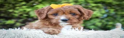 Cavapoo dogs for sale: MAXY - Ad 15