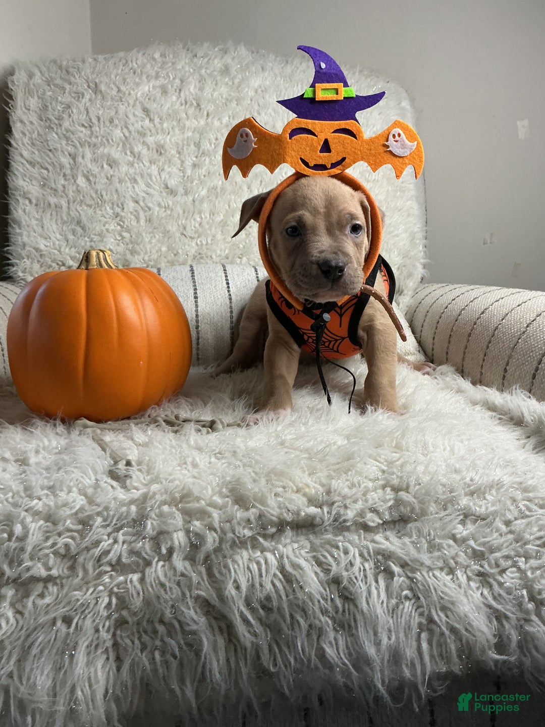 American Bully dogs for sale: Dirty Dan - Ad 2