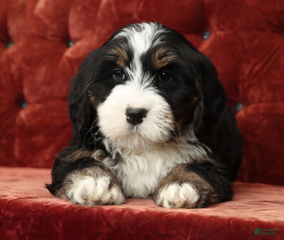Mini Bernedoodle dogs Theo - Ad 2
