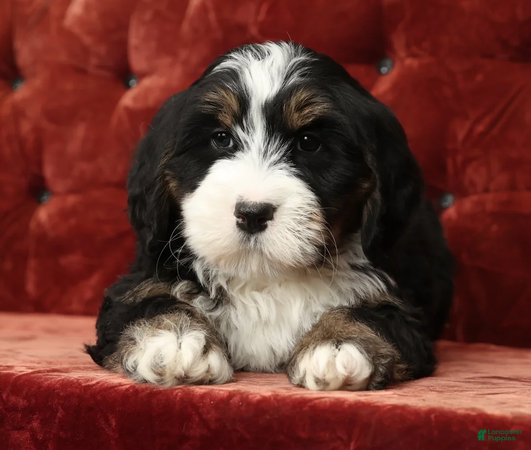 Mini Bernedoodle dogs for sale: Theo - Ad 2