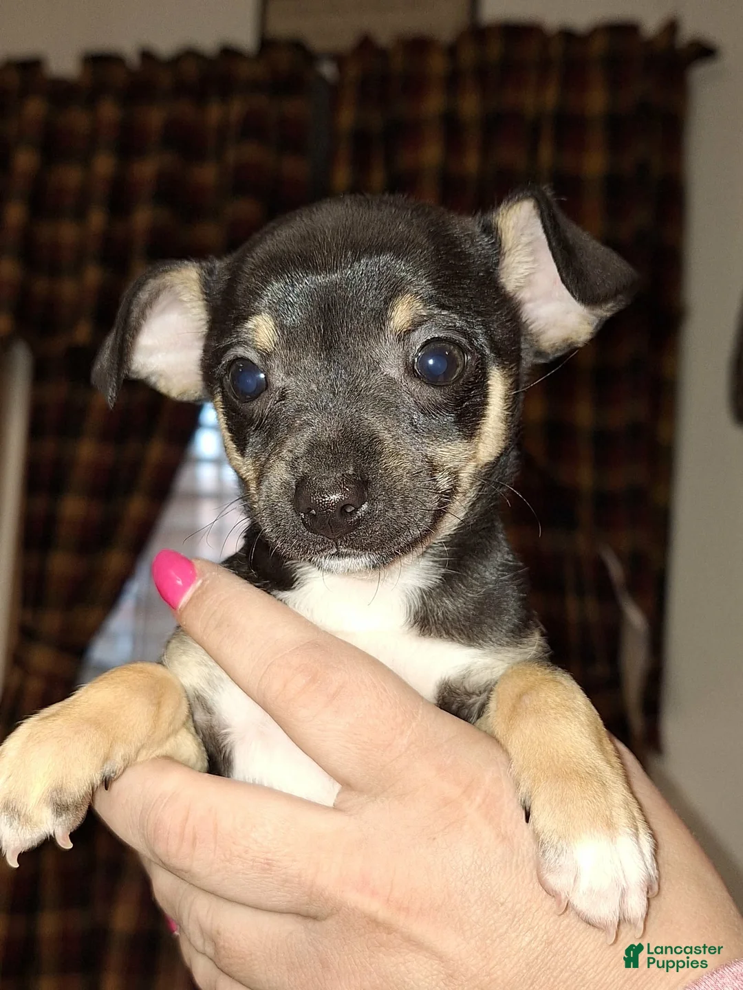 Chihuahua dogs for sale: Nacho sm toy  - Ad 2