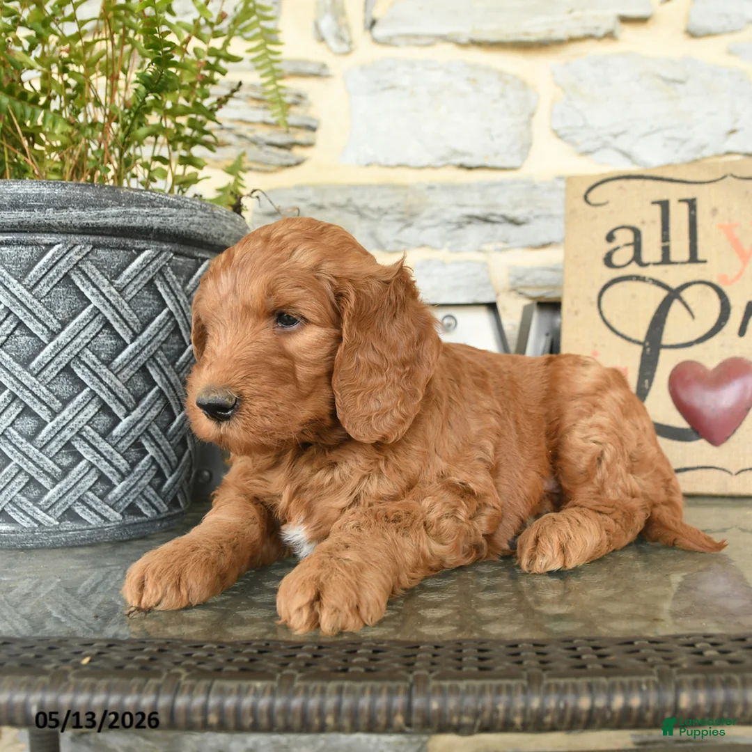 Goldendoodle dogs for sale: Jake - Ad 3