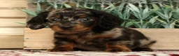 Miniature Dachshund dogs for sale: Milo - Ad 8