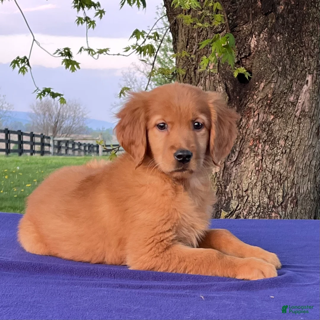 Golden Retriever dogs for sale: Mable - Ad 4