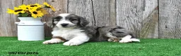 Mini Aussiedoodle dogs for sale: Alex - Ad 3