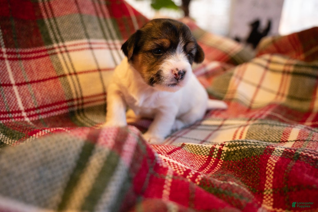 Mixed Breed dogs for sale: Maise - Ad 2