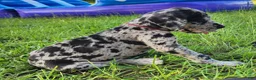 Great Dane dogs for sale: Merle Male  - Ad 8