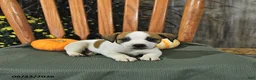 Jack Russell Terrier dogs for sale: Frances - Ad 4