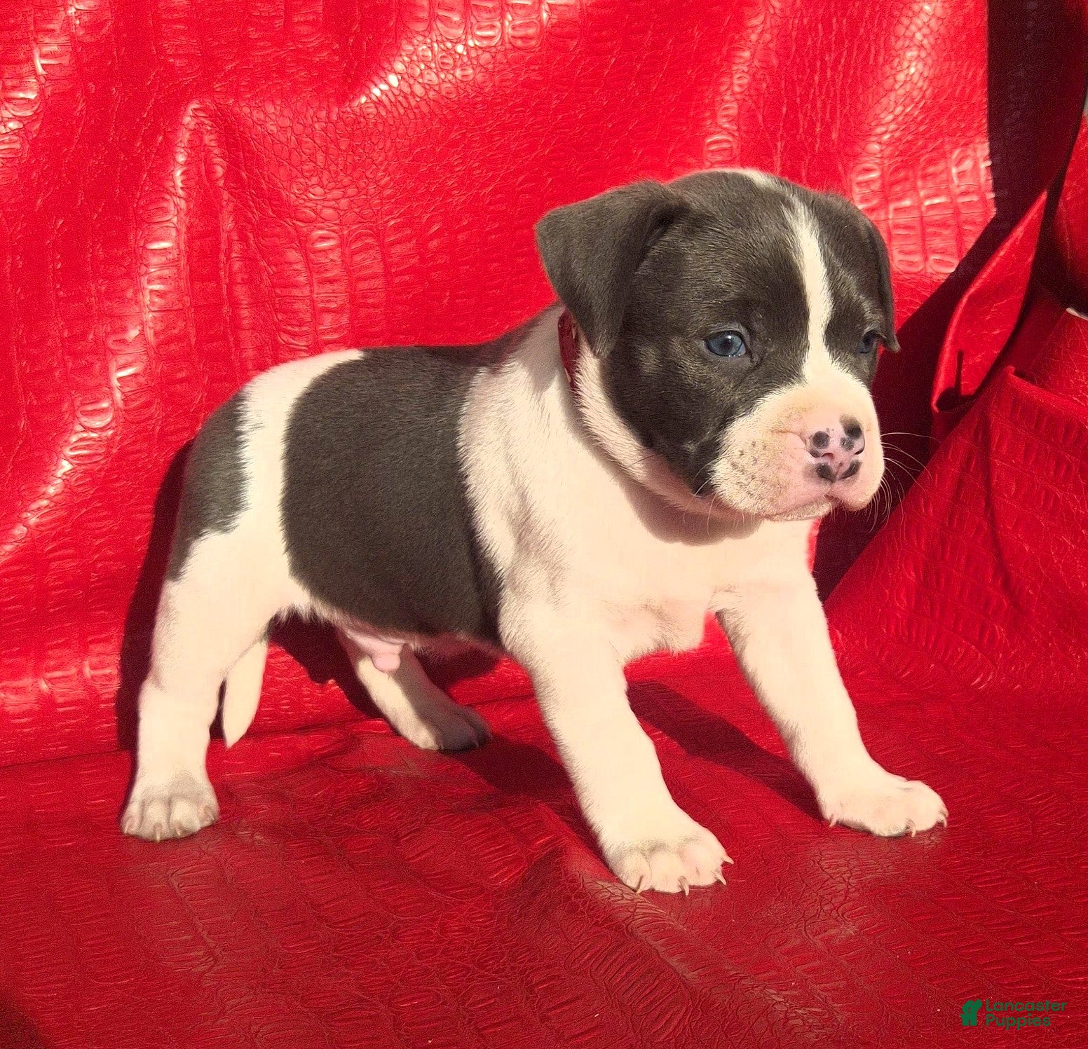 Mixed Breed dogs "SNOOP DOGG" BLUE NOSE - Ad 25