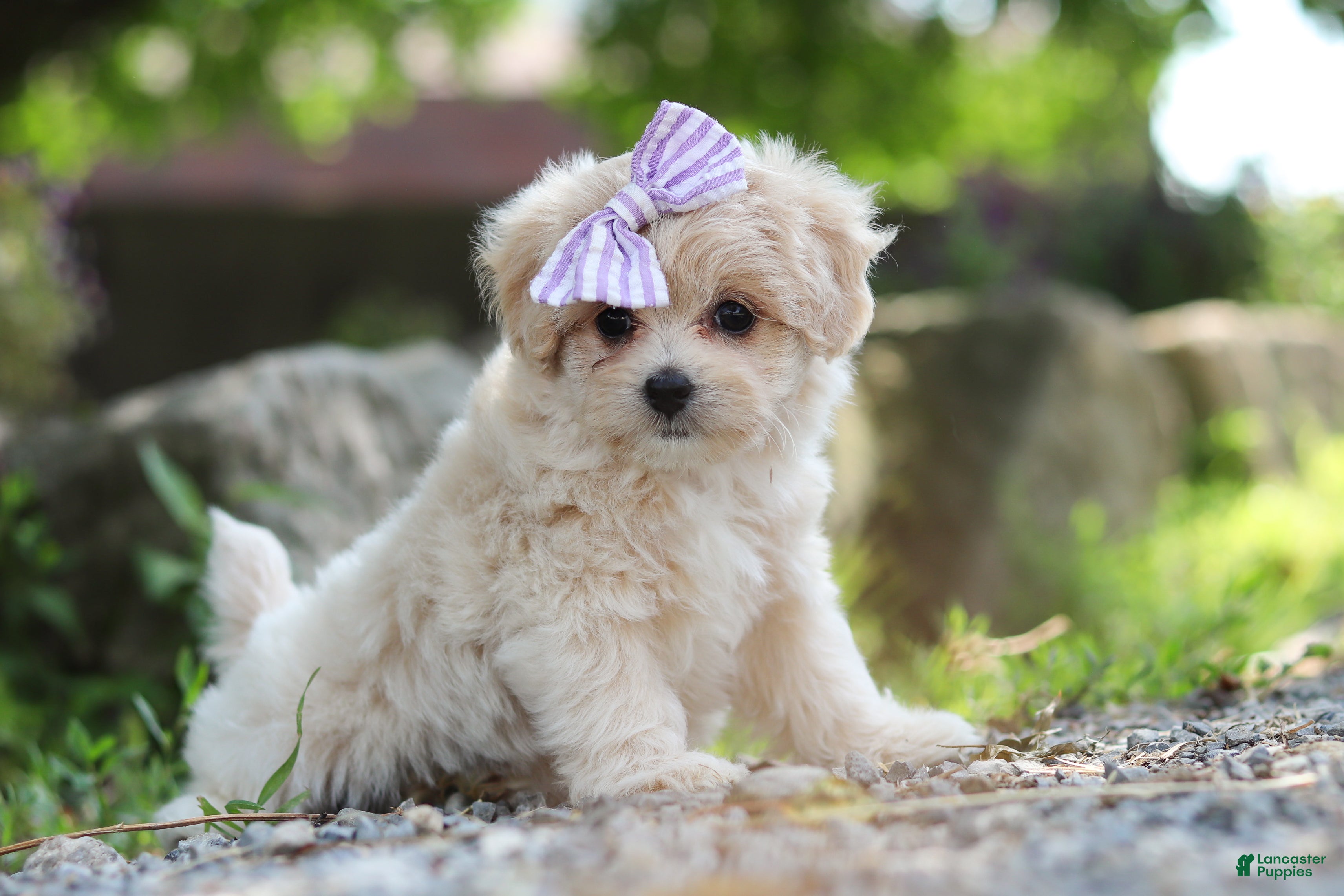 Maltipoo dogs Poppie - Ad 1