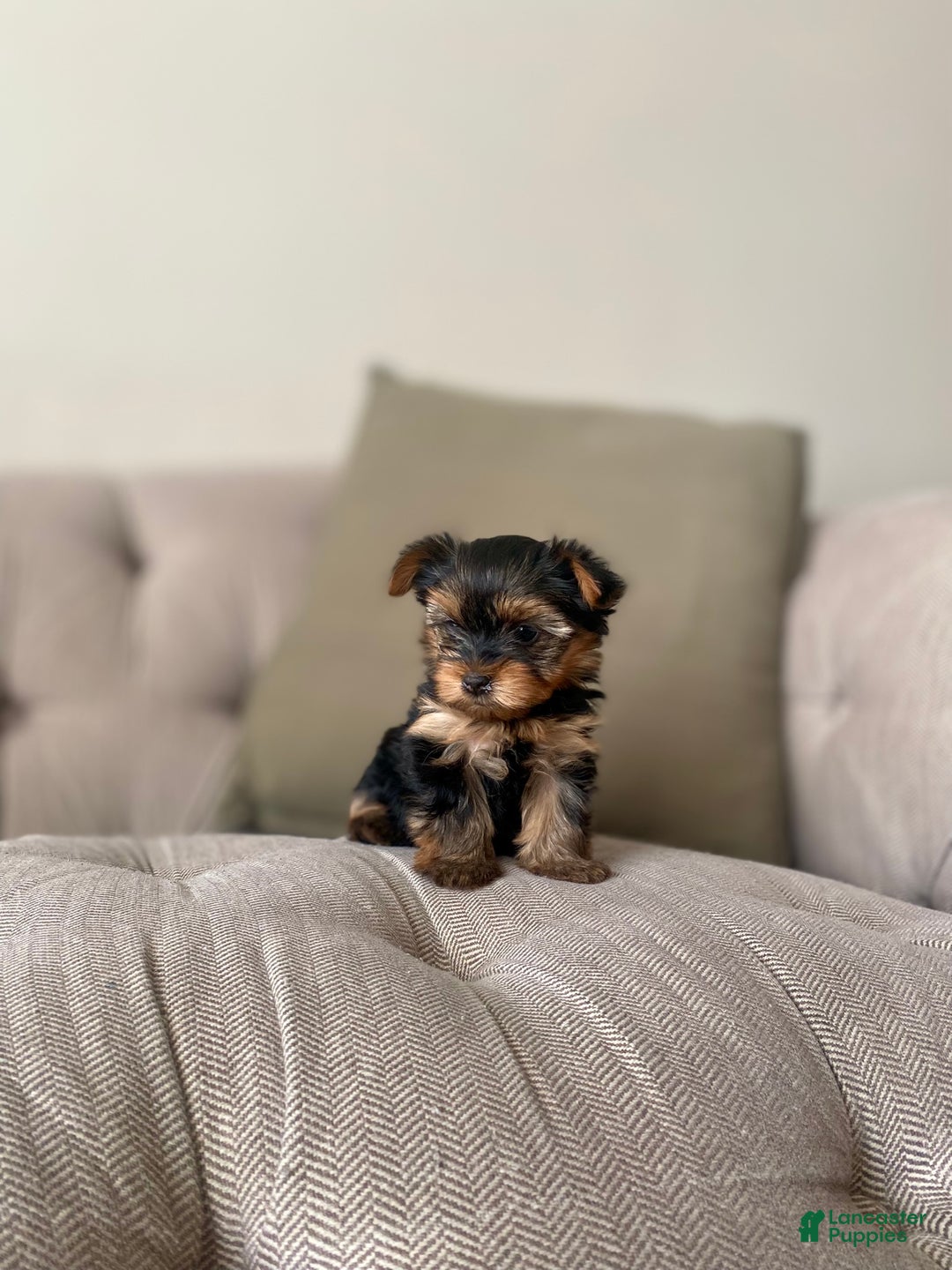 Yorkshire Terrier dogs for sale: Holly - Ad 1
