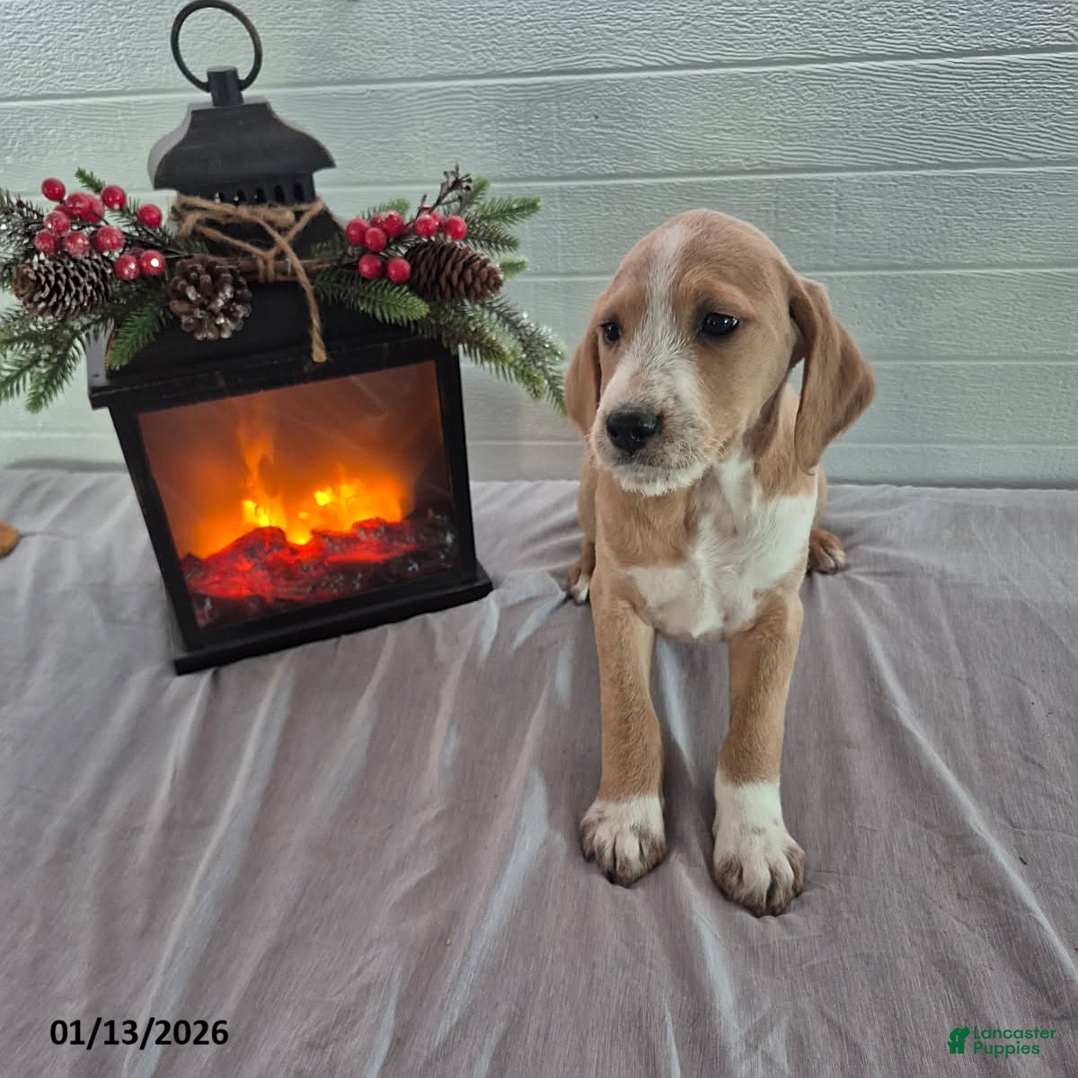 Mixed Breed dogs Hadassah - Ad 2