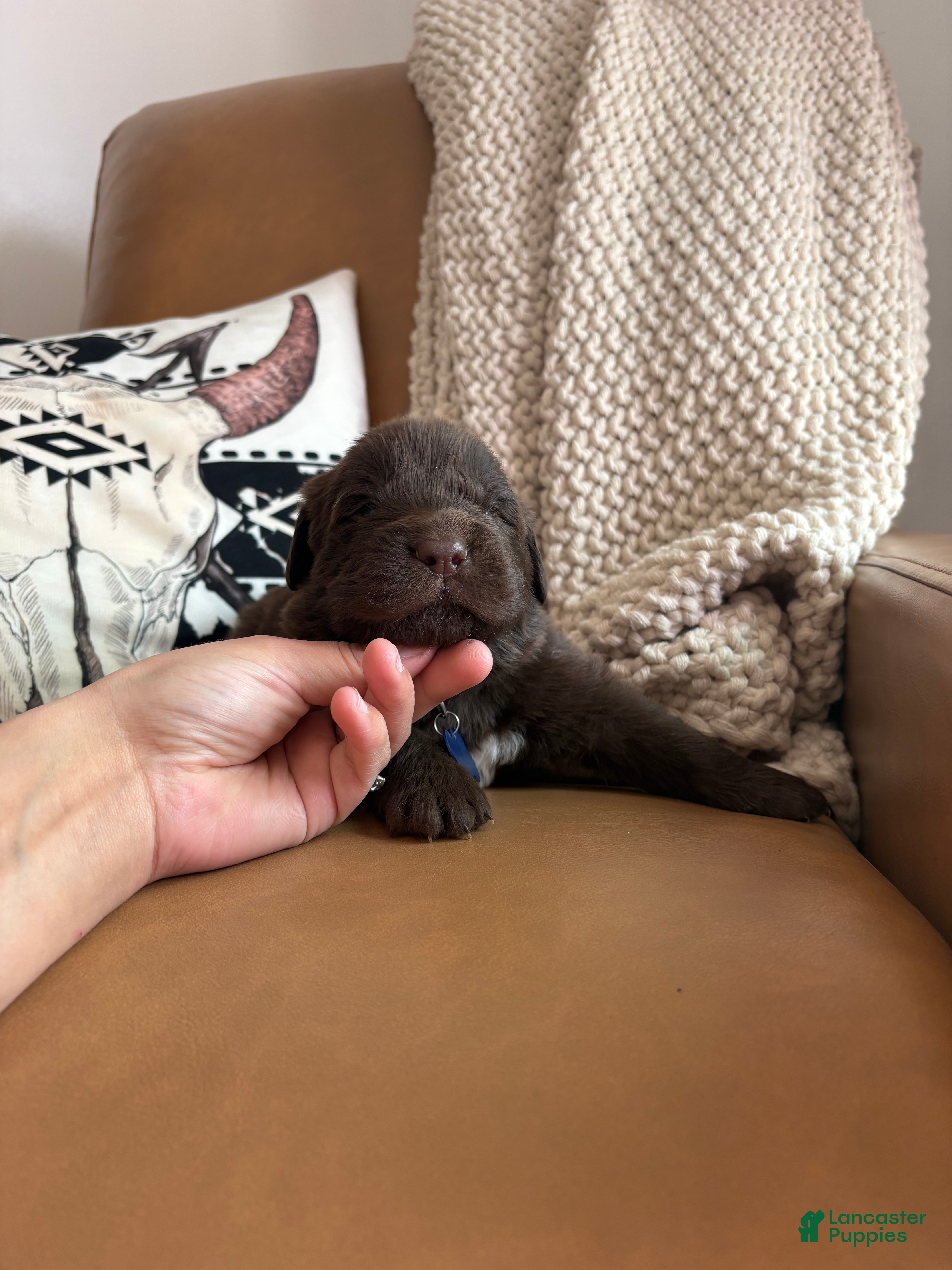 Newfoundland dogs Bear  - Ad 22