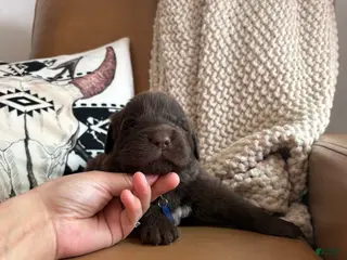 Newfoundland dogs Bear - Ad 22