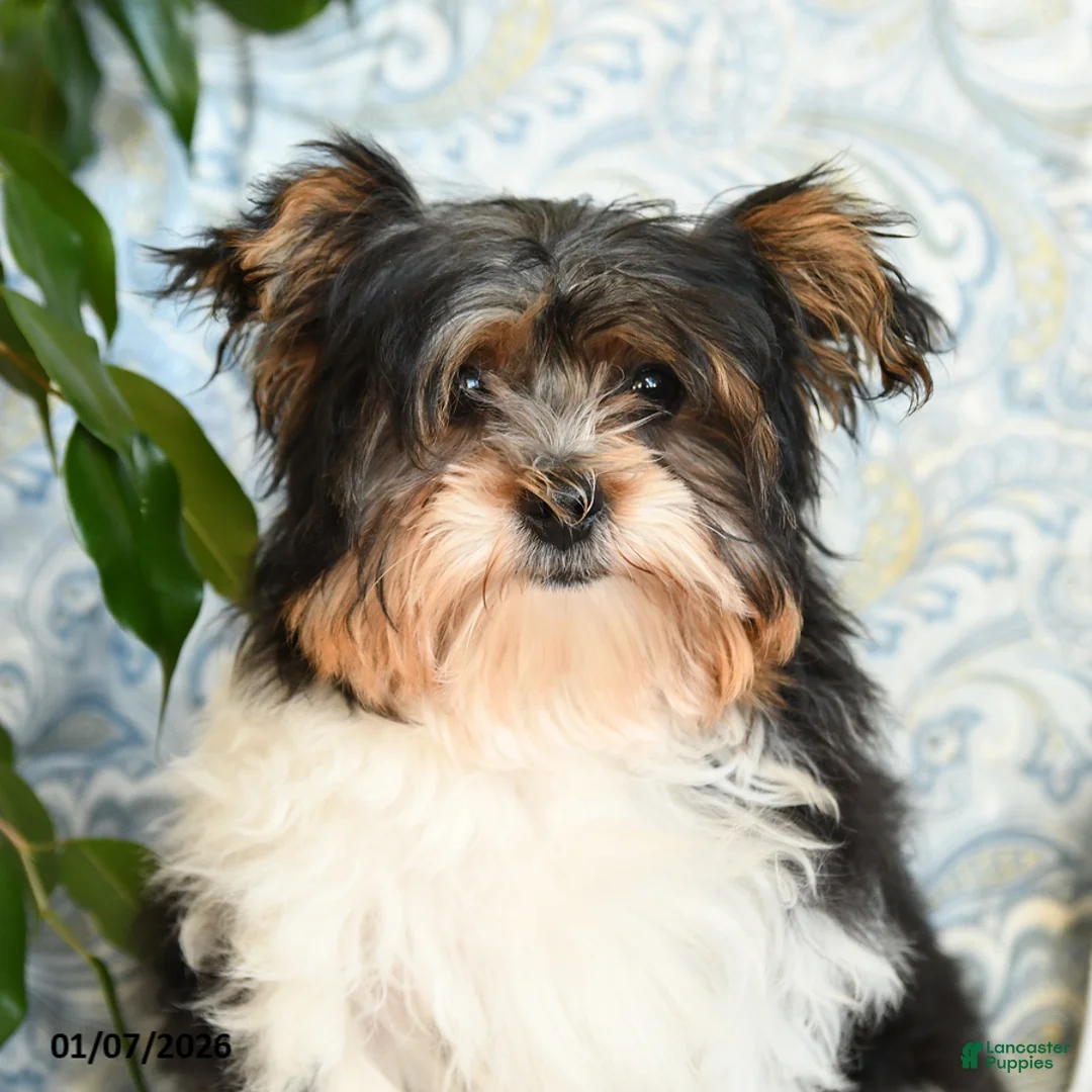 Yorkshire Terrier dogs for sale: Domino - Ad 5