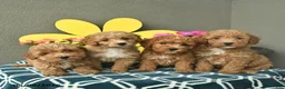 Mini Goldendoodle dogs for sale: Sammy  - Ad 5