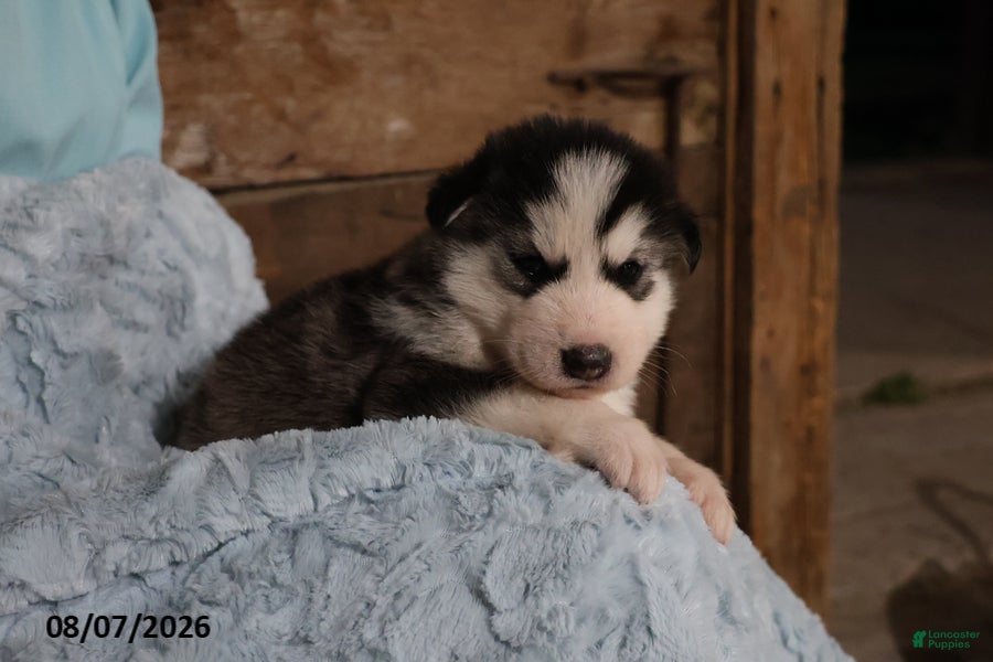 Alaskan Malamute dogs Blaze - Ad 2
