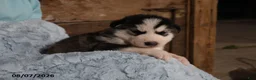 Alaskan Malamute dogs for sale: Blaze - Ad 2