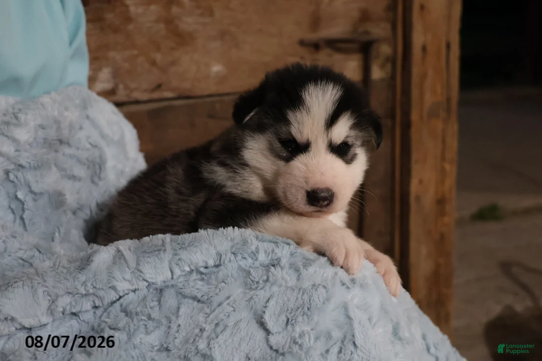 Alaskan Malamute dogs for sale: Blaze - Ad 2