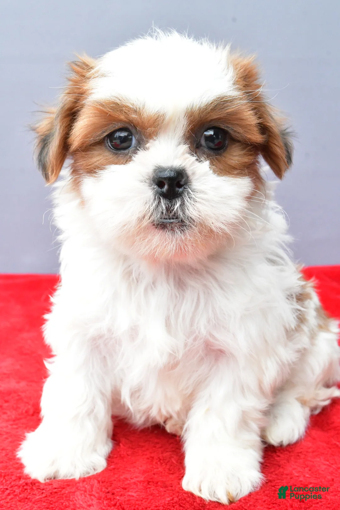 Shih Tzu dogs for sale: Sadie - Ad 1