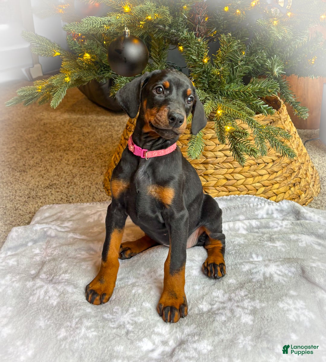 Doberman Pinscher Puppies for sale in Indiana | Lancaster Puppies, image size:1080x1199