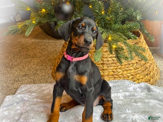 Doberman Pinscher dogs Asia (Euro) - Ad 23