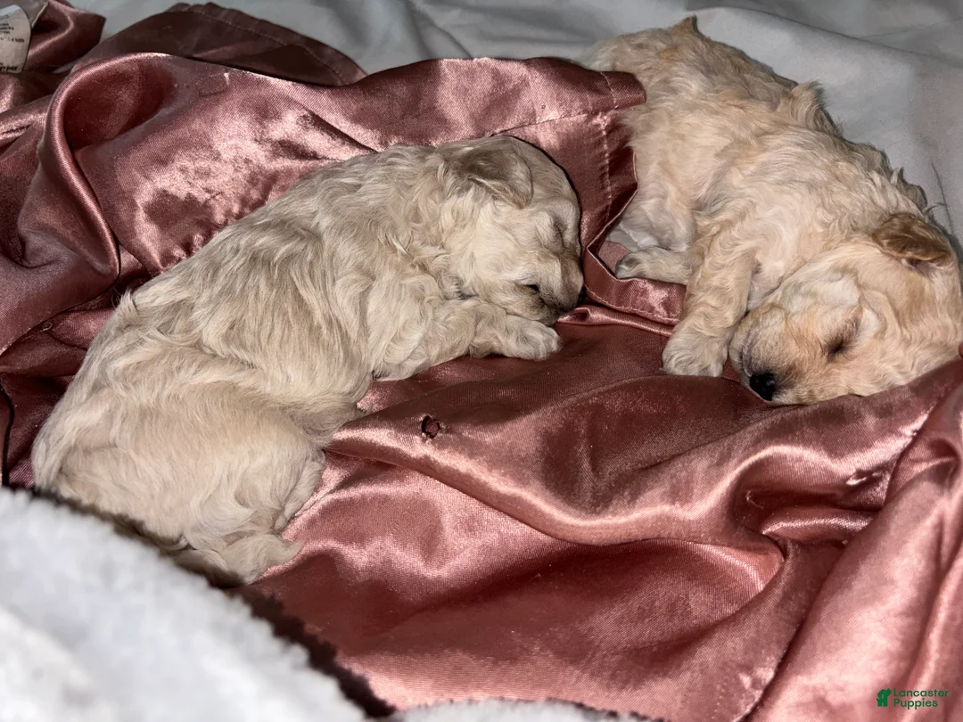 Toy Poodle dogs for sale: Puppy  - Ad 1