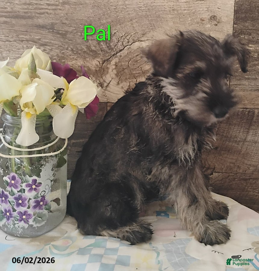 Miniature Schnauzer dogs for sale: Pal - Ad 3