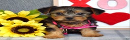Yorkshire Terrier dogs for sale: Haddie - Ad 4