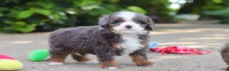 Mini Bernedoodle dogs for sale: Lena - Ad 7